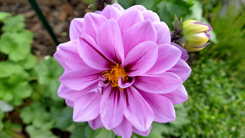 Purple Dahlia Petals Yellow gray Center