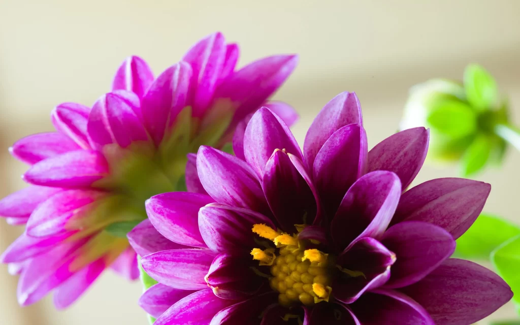 Purple Dahlia Petals Yellow warm Center