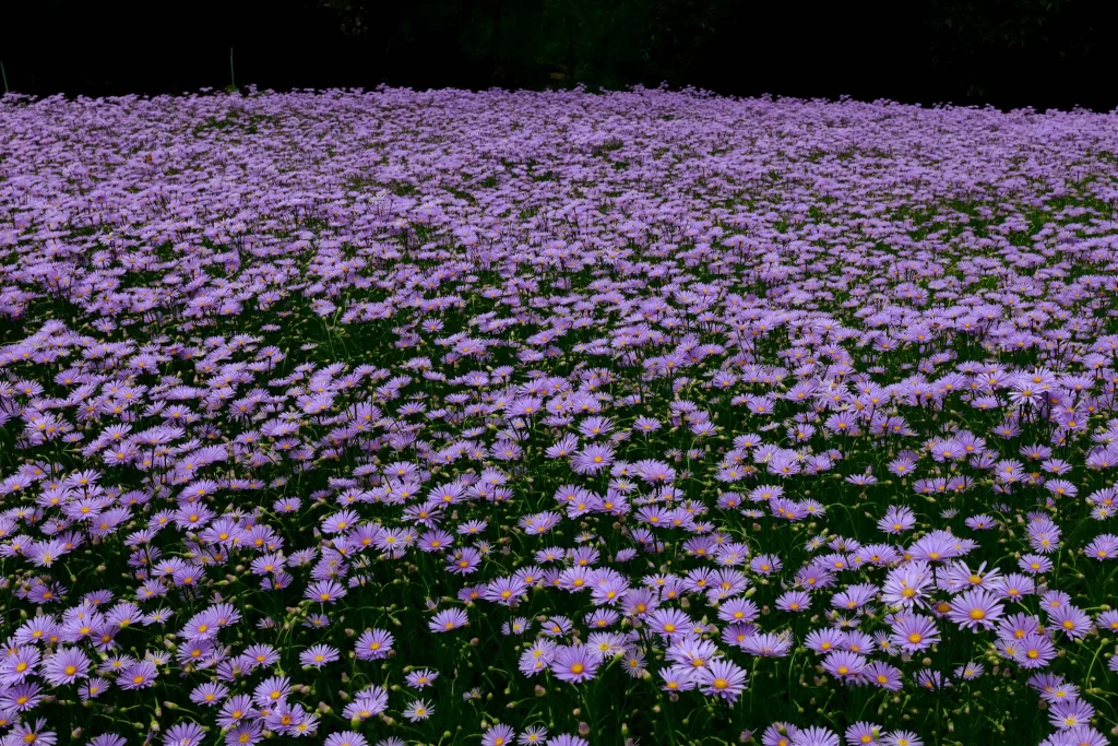 Purple Daisy Field Blooming Petals Yellow Center