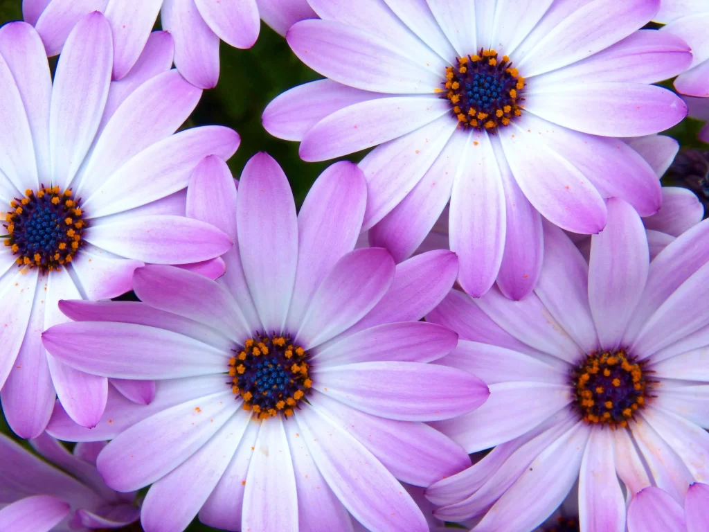 Purple Daisy Petals Center cool Yellow