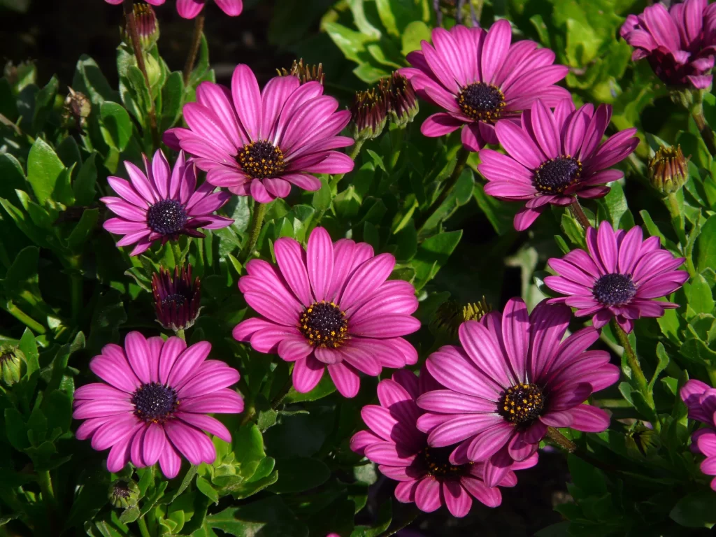 Purple Daisy Petals Green Leaves