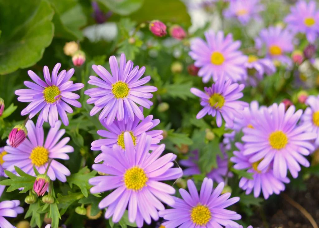 Purple Daisy Petals Yellow Center Green gray Leaves