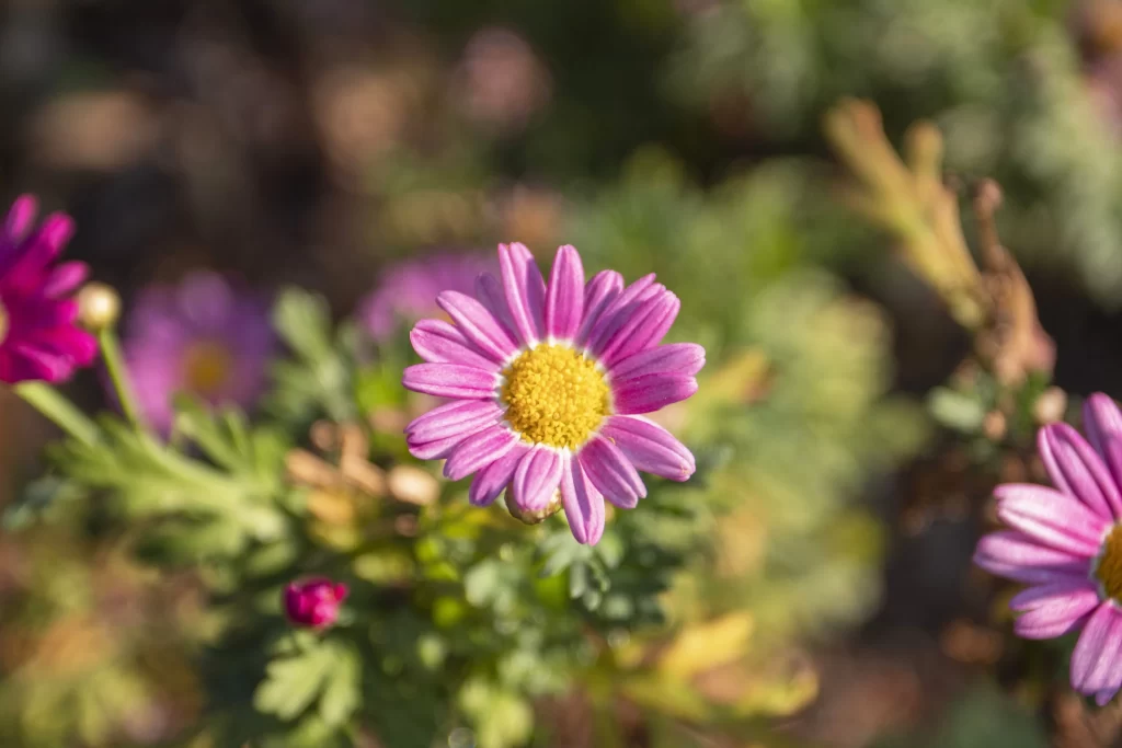 Purple Daisy Petals Yellow Center Green gray Leaves