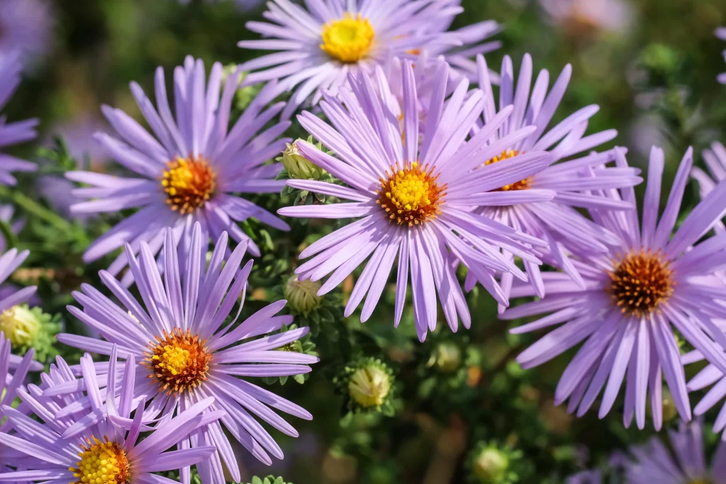 Purple Daisy Petals Yellow Center