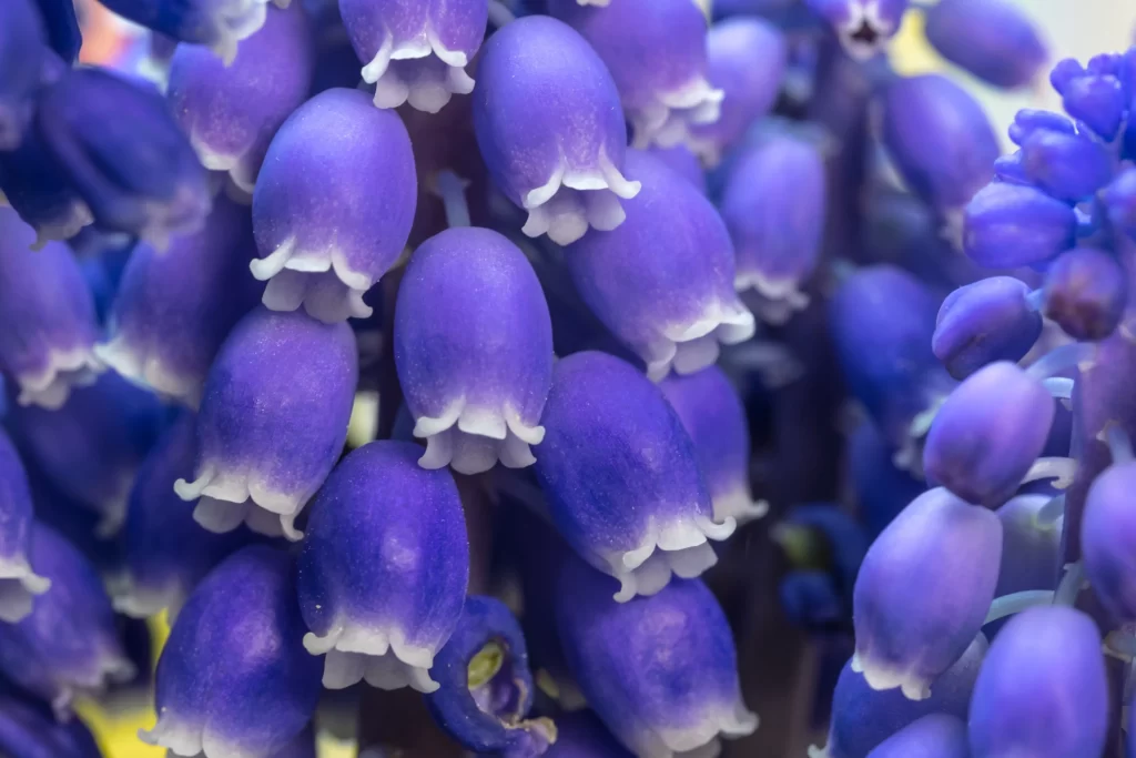 Purple Hyacinth Bell-shaped Petals Dense cool Cluster