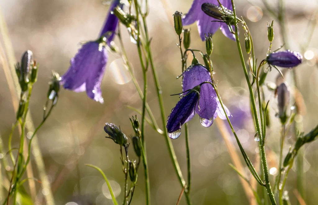 Purple Hyacinth Bell-shaped Dewdrops Delicate
