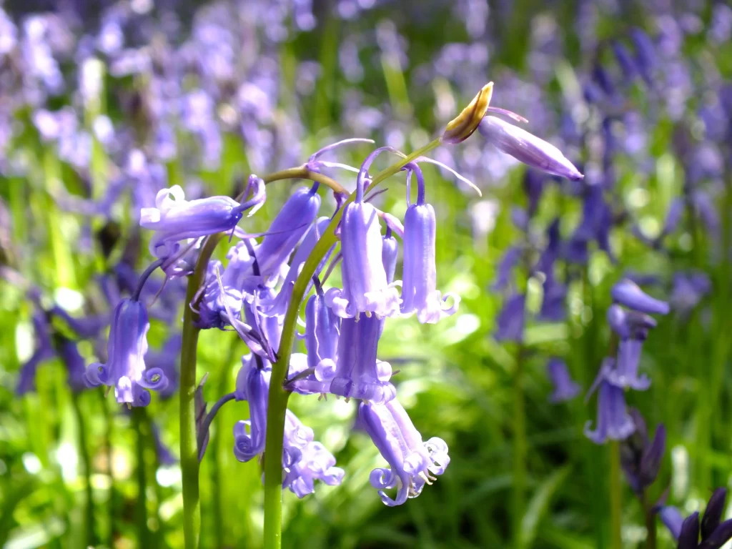 Purple Hyacinth Bell-shaped Petals Dense Cluster Sunlit