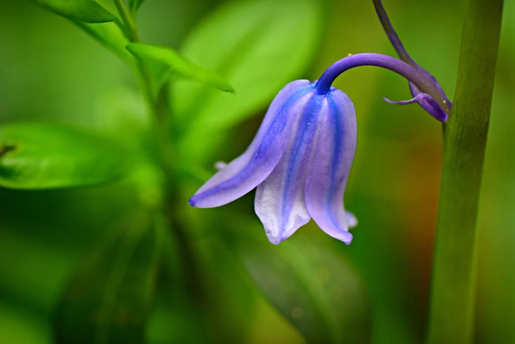 Purple Hyacinth Bell Shape Petals Green Background