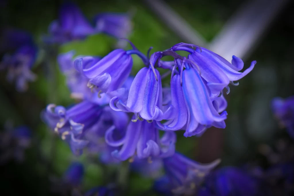 Purple Hyacinth Bell-shaped Petals Dense cool Cluster
