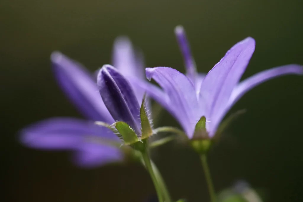 Purple Hyacinth Bloom Petals Stamen Green