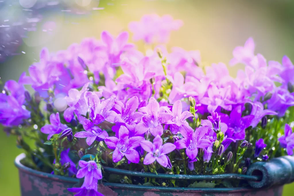 Purple Hyacinth Bloom Petals Dewdrops Greenery