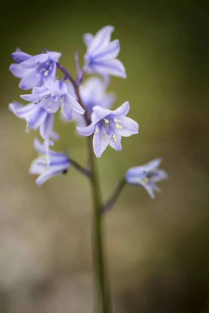 Purple Hyacinth Bloom Petals Delicate Green Background