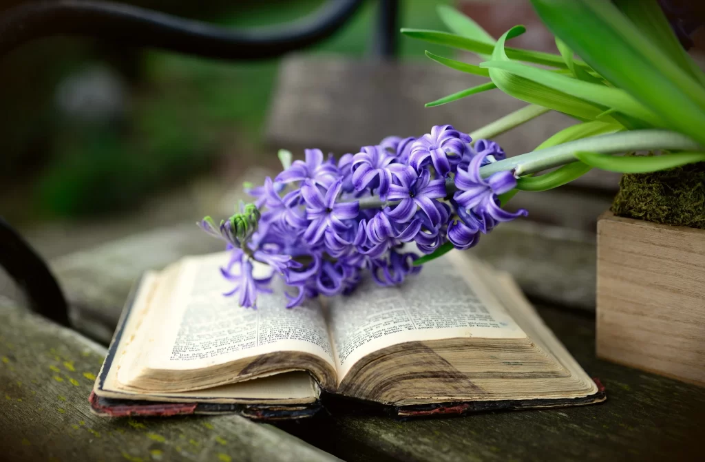 Purple Hyacinth Bloom Petals Green Leaves