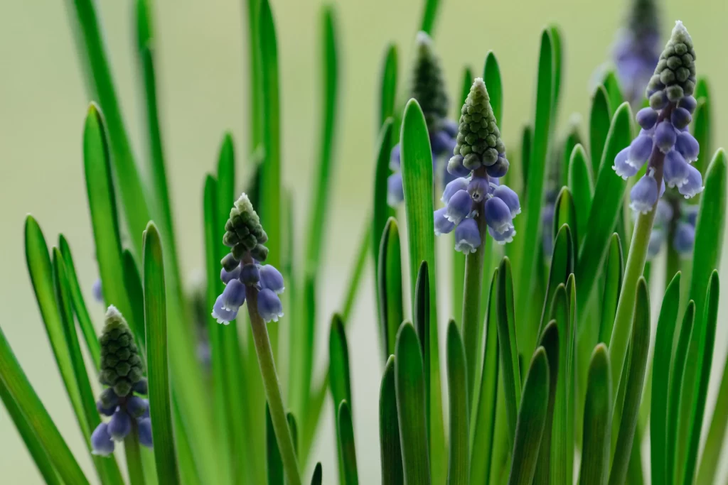 Purple Hyacinth Bloom Petals Green Stalks