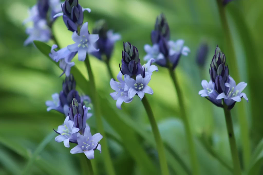 Purple Hyacinth Bloom Petals Greenery