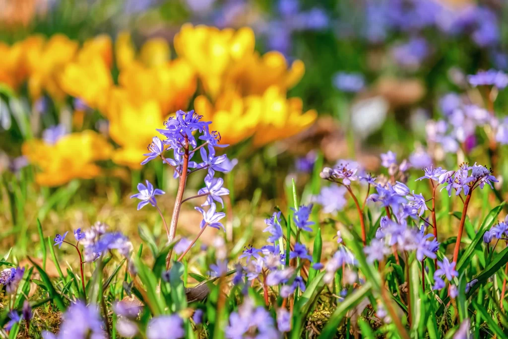 Purple Hyacinth Bloom Petals Greenery Sunlight