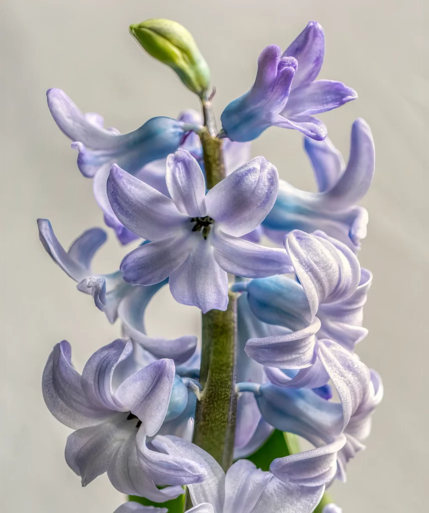 Purple Hyacinth Blooming Petals Stamen