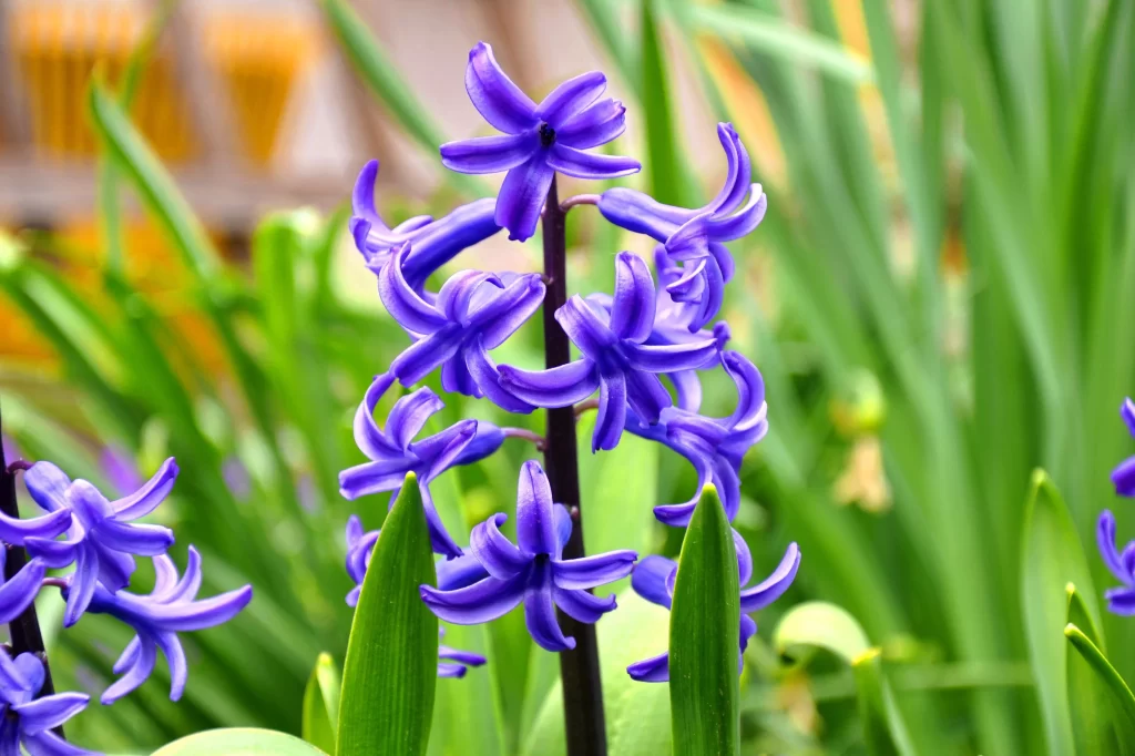Purple Hyacinth Blooming Petals Dense Greenery