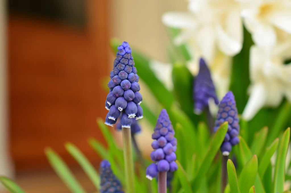 Purple Hyacinth Blooming Petals warm Greenery