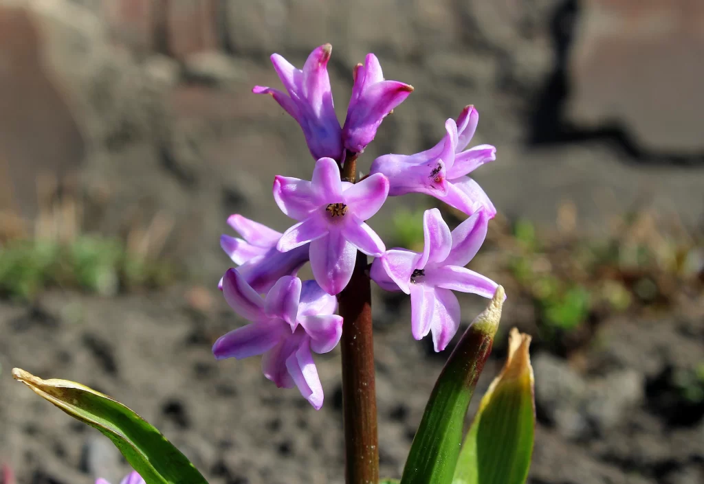 Purple Hyacinth Blooming Petals Stamen Green Leaves
