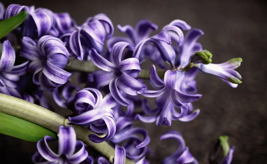 Purple Hyacinth Blooming Petals Curved Dark Background