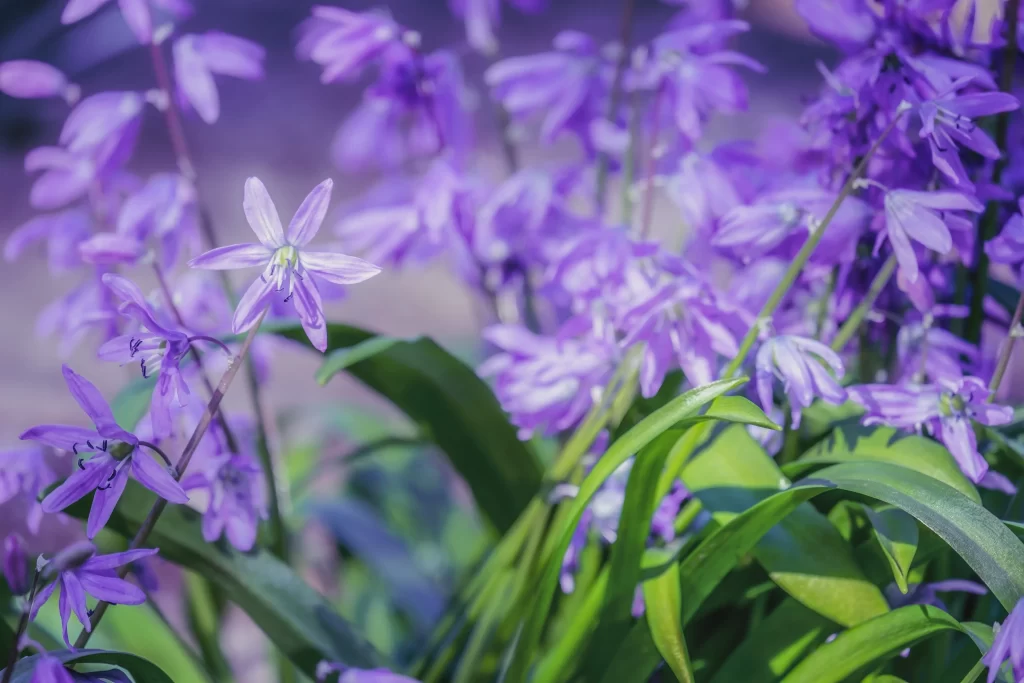 Purple Hyacinth Blooming Petals Green cool Leaves