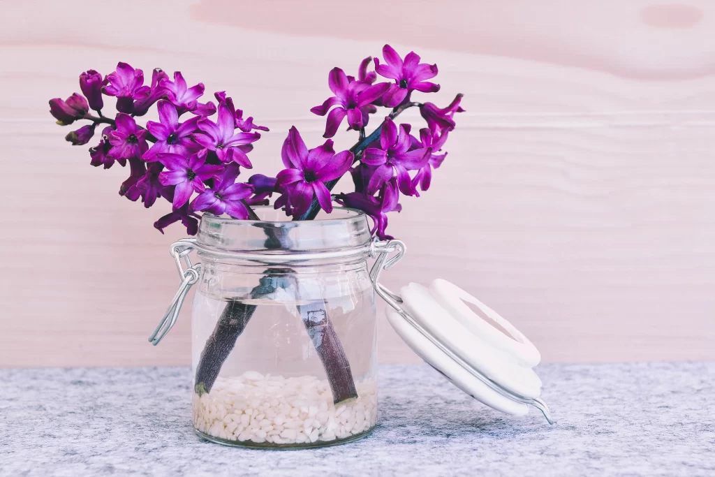 Purple Hyacinth Blooming Petals Glass Jar