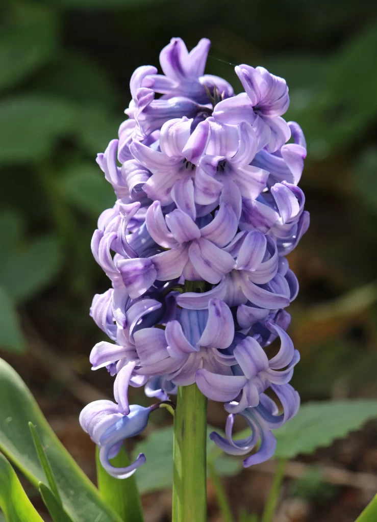 Purple Hyacinth Blooming Petals Dense gray Cluster
