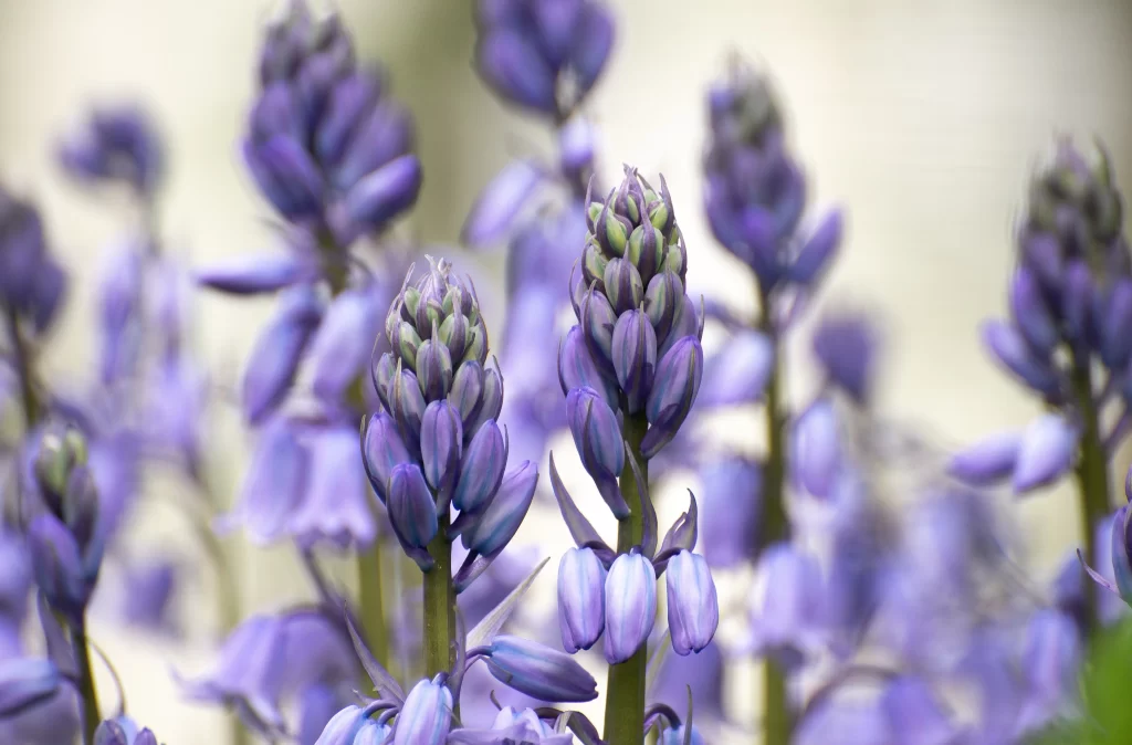 Purple Hyacinth Blooming Petals Dense gray Cluster