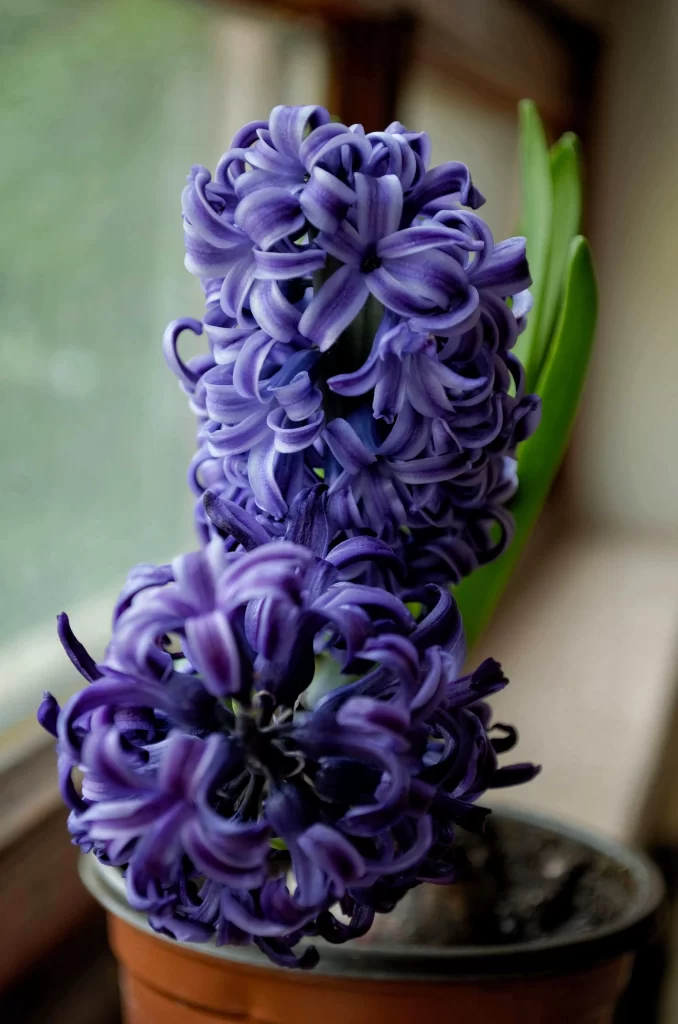 Purple Hyacinth Blooming Petals Dense gray Cluster