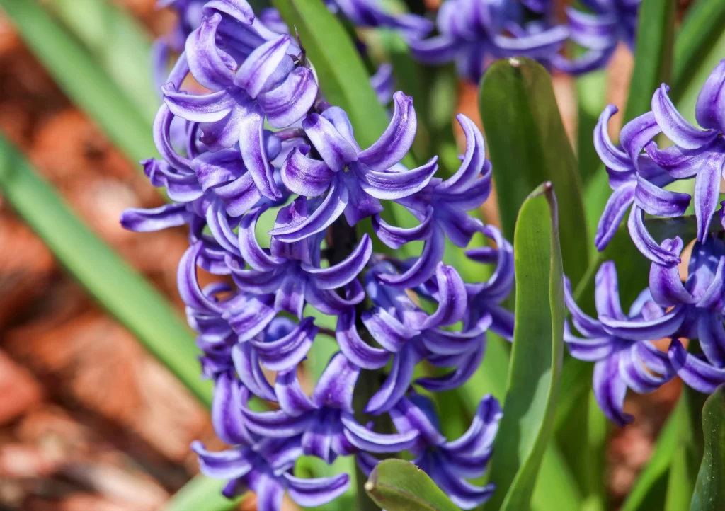 Purple Hyacinth Blooming Petals Dense gray Cluster