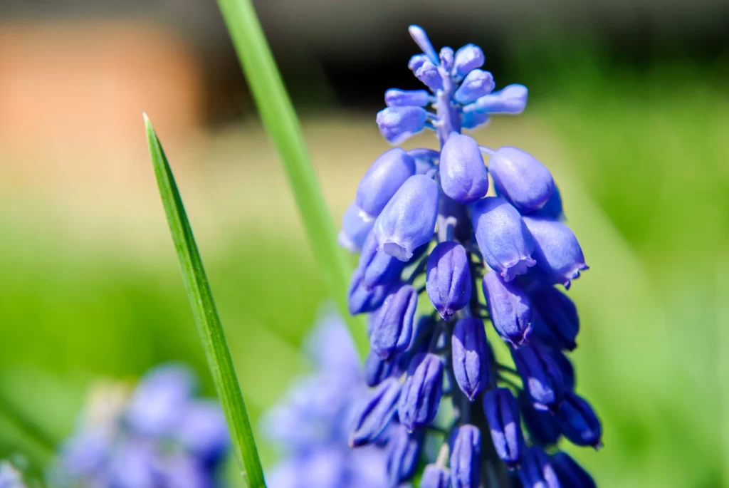 Purple Hyacinth Blooming Petals warm Greenery