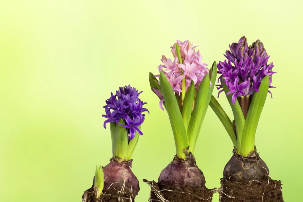Purple Hyacinth Blooming Petals Green warm Leaves