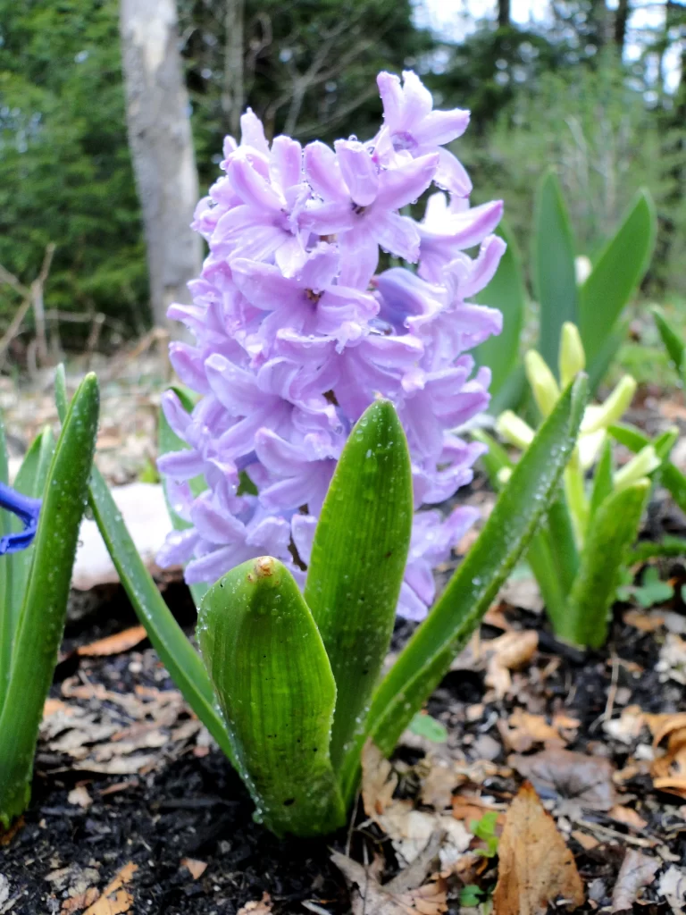 Purple Hyacinth Blooming Petals Dewdrops Green gray Leaves