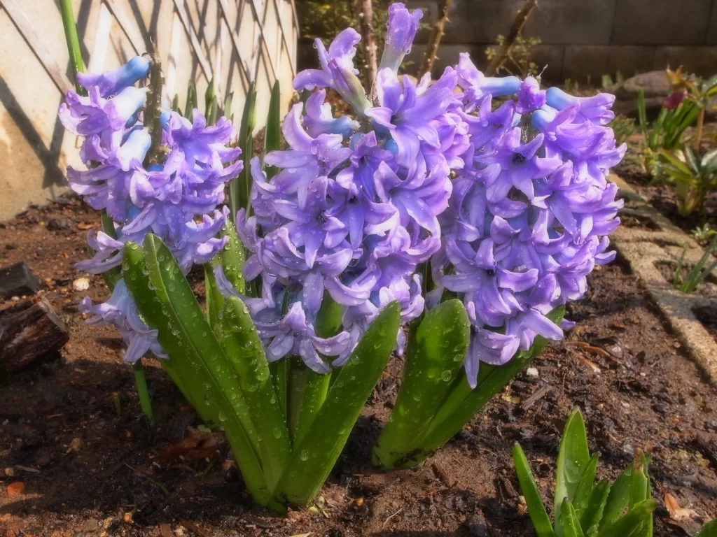 Purple Hyacinth Blooming Petals Dewdrops Green gray Leaves