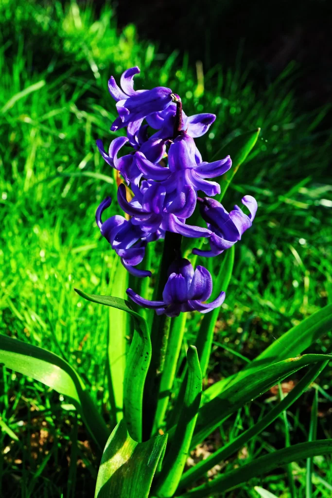 Purple Hyacinth Blooming Petals Green warm Leaves