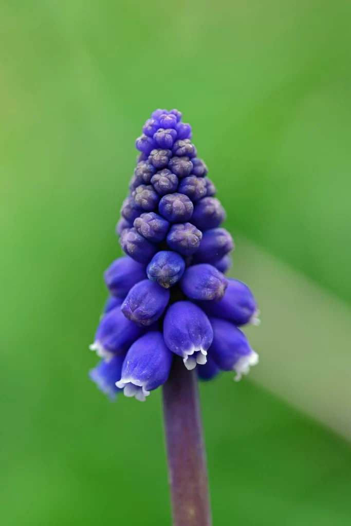 Purple Hyacinth Blooming Petals Dense warm Cluster