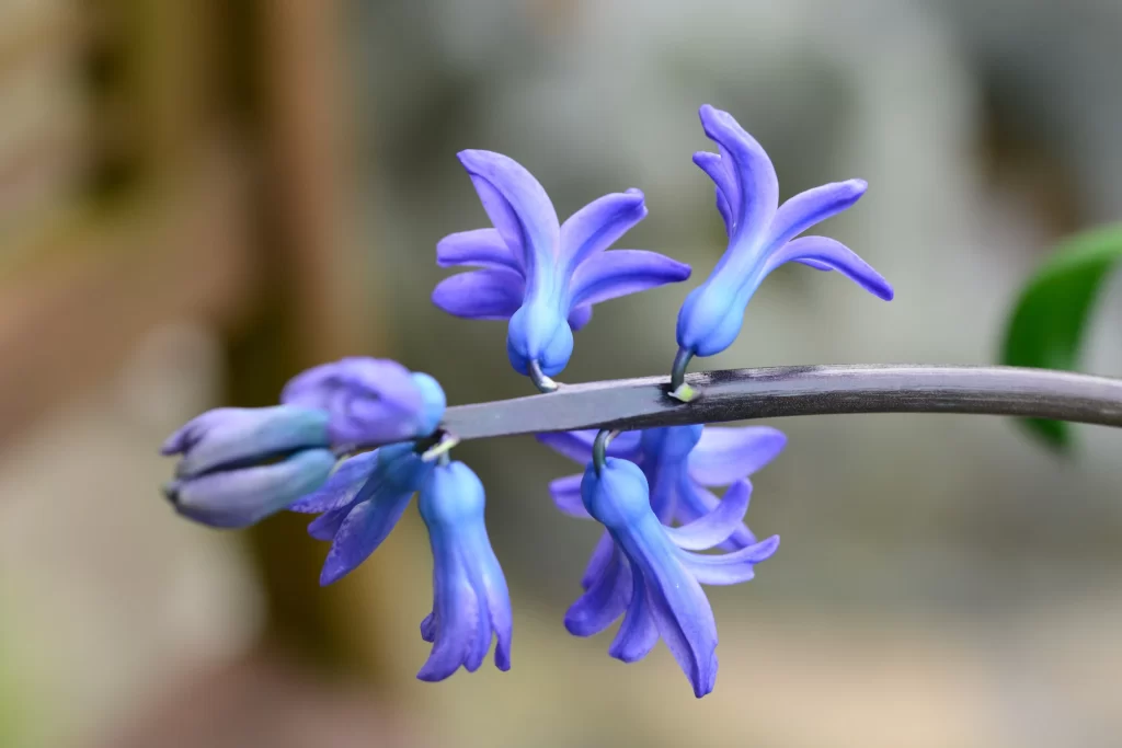 Purple Hyacinth Blooming Petals Stem