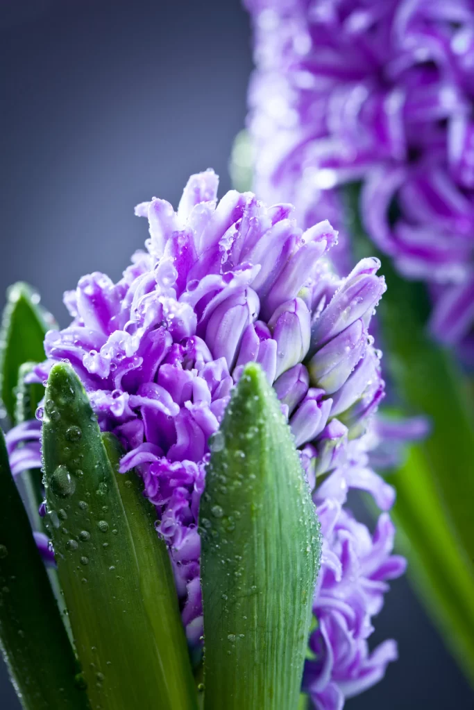 Purple Hyacinth Blooming Petals Dewdrops Green gray Leaves