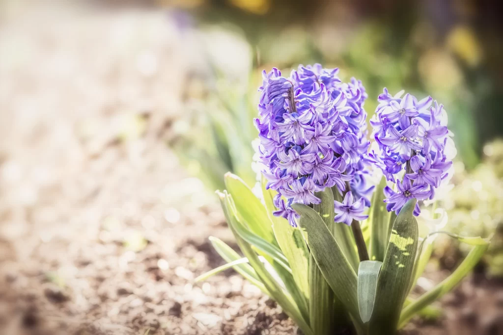 Purple Hyacinth Blooming Petals Sunlight Green Leaves