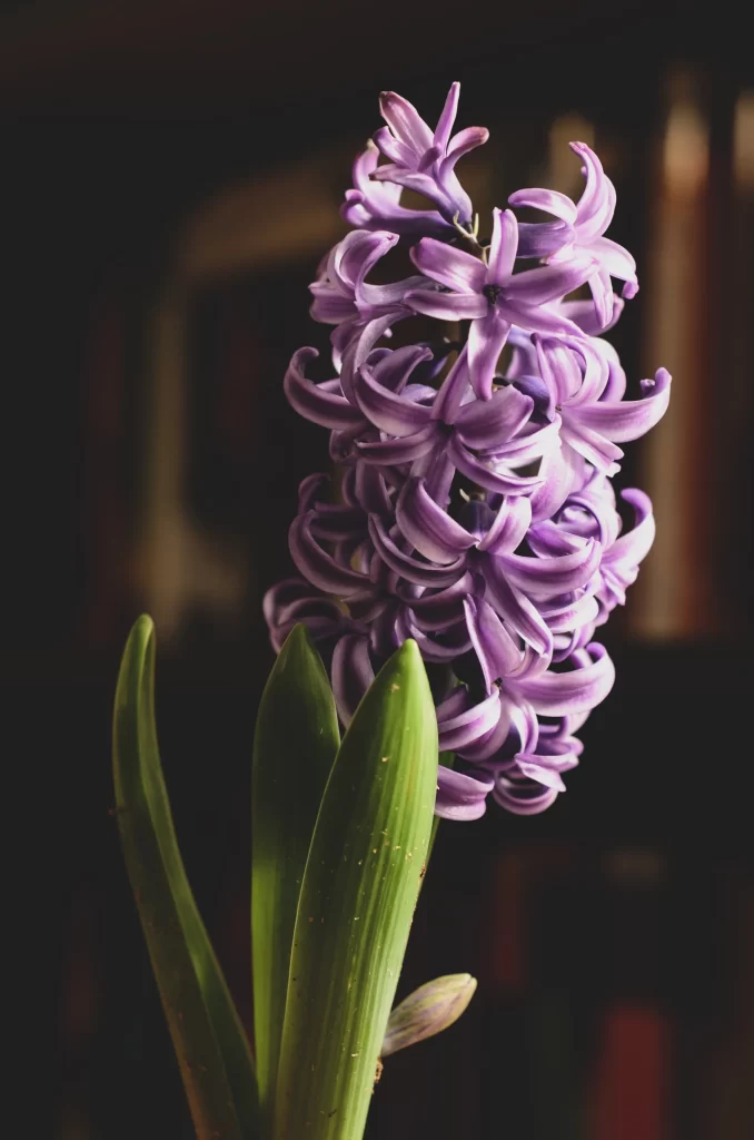 Purple Hyacinth Blooming Petals Green gray Leaves