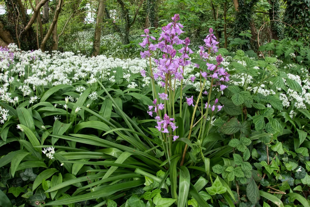 Purple Hyacinth Blooming Petals Greenery Forest