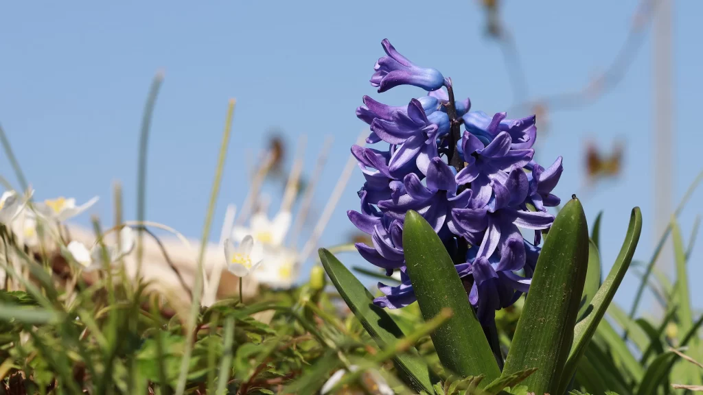 Purple Hyacinth Blooming Petals Green gray Leaves