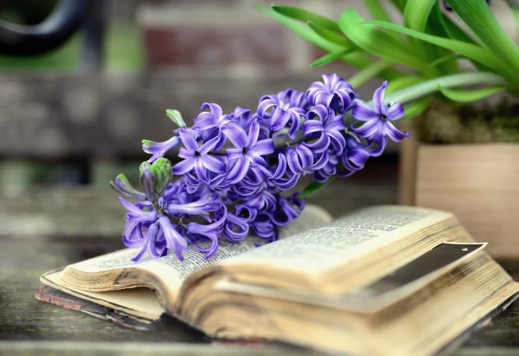 Purple Hyacinth Blooming Petals Book