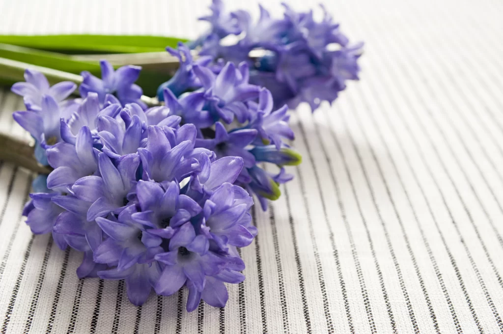 Purple Hyacinth Blooms Petals Green gray Stems
