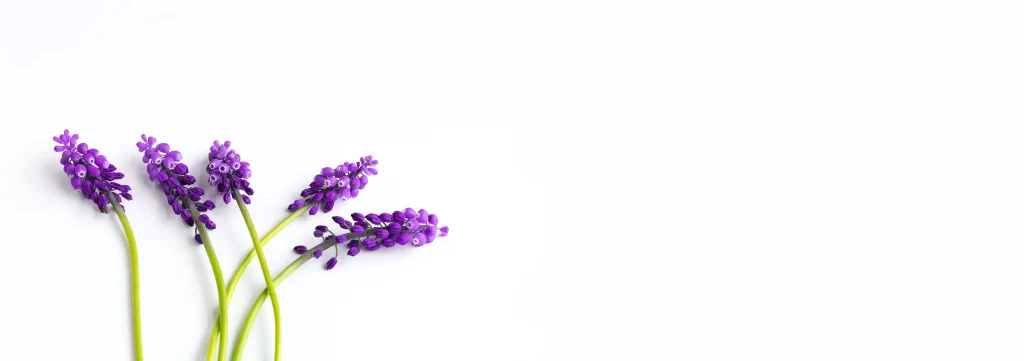 Purple Hyacinth Blooms Petals Green white Stems