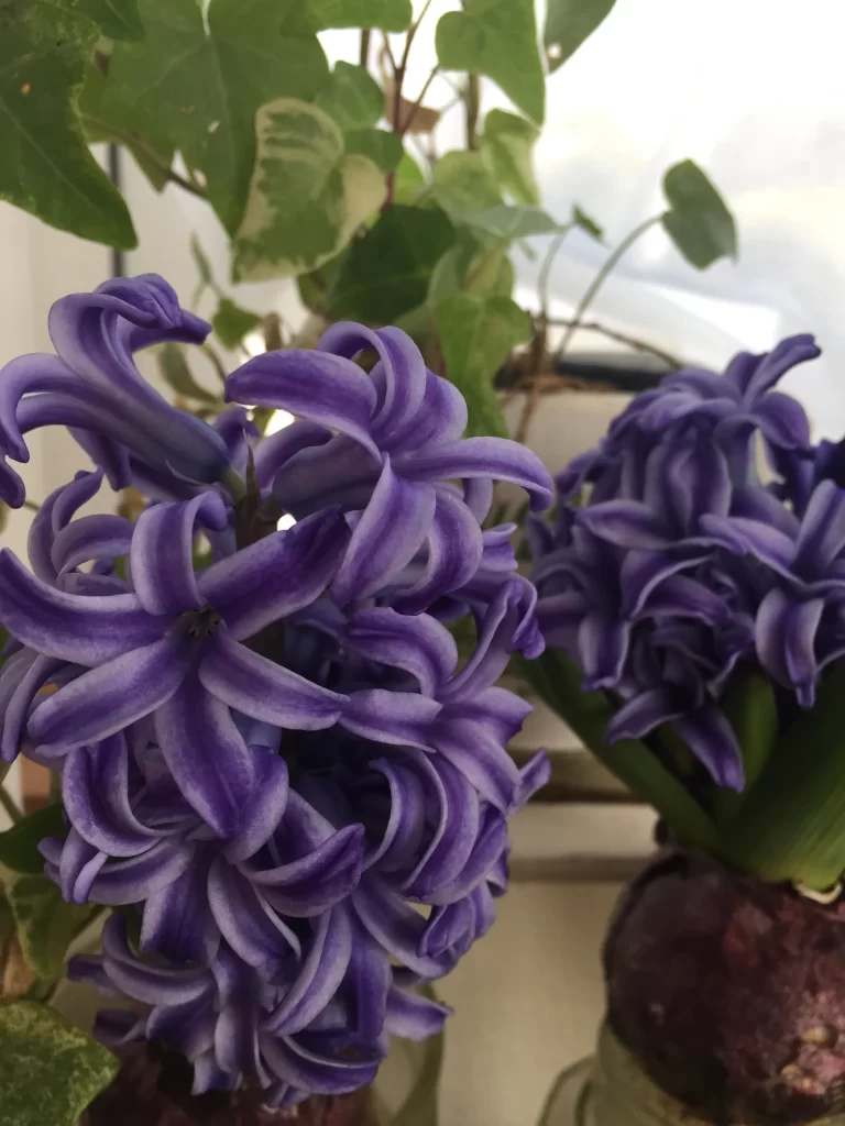 Purple Hyacinth Blooms Petals Dense gray Cluster