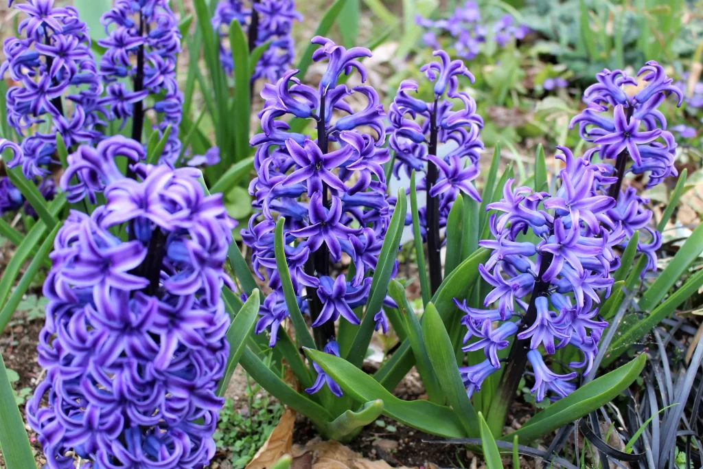 Purple Hyacinth Blooms Petals Dense cool Cluster