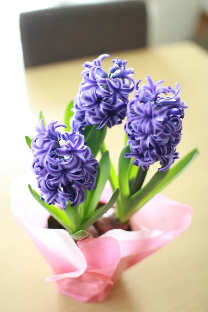 Purple Hyacinth Blooms Petals Green Leaves Pink Wrapping