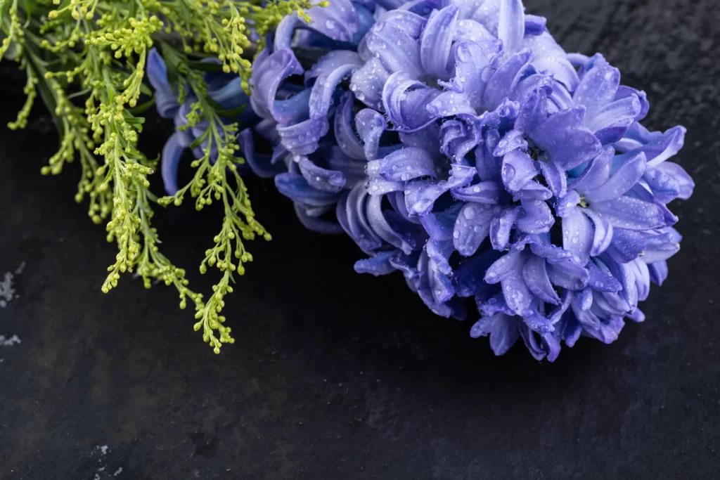 Purple Hyacinth Blooms Petals Dewdrops Green Foliage